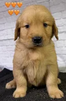 T Orange, a female Golden Retriever for sale in Tahlequah, OK – 2 of 10