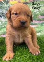 Sage Gray, a female Golden Retriever for sale in Tahlequah, OK – 5 of 9