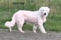 Journey, a female Golden Retriever for sale in Tahlequah, OK – Photo 2 of 3