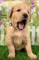 Genetically Clear P, a female Golden Retriever for sale in Tahlequah, OK – 3 of 10