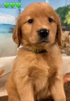 C Green, a female Golden Retriever for sale in Tahlequah, OK – Photo 4 of 10