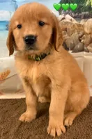 C Green, a female Golden Retriever for sale in Tahlequah, OK – Photo 6 of 10