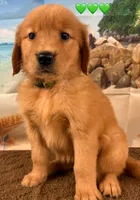 C Green, a female Golden Retriever for sale in Tahlequah, OK – Photo 3 of 10