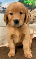 C Green, a female Golden Retriever for sale in Tahlequah, OK – Photo 5 of 10