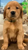C Green, a female Golden Retriever for sale in Tahlequah, OK – Photo 2 of 10