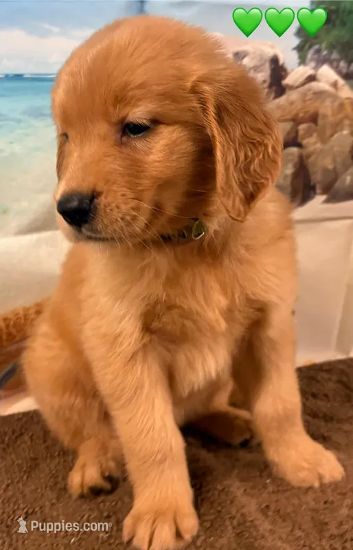 C Green, a female Golden Retriever for sale in Tahlequah, OK – Photo 1 of 10