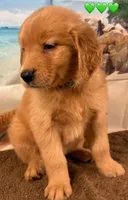 C Green, a female Golden Retriever for sale in Tahlequah, OK – Photo 1 of 10