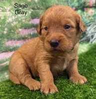 Sage Gray, a female Golden Retriever for sale in Tahlequah, OK – 4 of 9