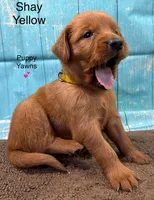 Shay Yellow, a female Golden Retriever for sale in Tahlequah, OK – 4 of 8