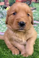 Pynki Black, a female Golden Retriever for sale in Tahlequah, OK – 4 of 7