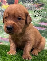 Saga Red, a male Golden Retriever for sale in Tahlequah, OK – 6 of 9