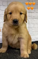 T Orange, a female Golden Retriever for sale in Tahlequah, OK – 7 of 10