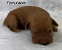 Shay Green, a female Golden Retriever for sale in Tahlequah, OK – 6 of 8