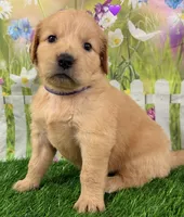 Genetically Clear P, a female Golden Retriever for sale in Tahlequah, OK – 2 of 10