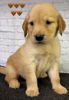 T Tan, a male Golden Retriever for sale in Tahlequah, OK – 7 of 8