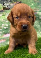 Saga Blue, a male Golden Retriever for sale in Tahlequah, OK – 3 of 9