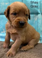 Shay Gray, a male Golden Retriever for sale in Tahlequah, OK – 5 of 8