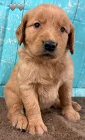 Gray Male Genetically Clear, a male Golden Retriever for sale in Tahlequah, OK – 4 of 9