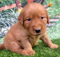 Pynki Orange, a female Golden Retriever for sale in Tahlequah, OK – 4 of 8