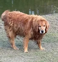 Cooper, a male Golden Retriever for sale in Tahlequah, OK – Photo 1 of 3
