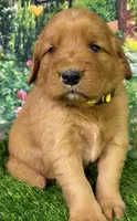Pynki Yellow, a female Golden Retriever for sale in Tahlequah, OK – 4 of 7