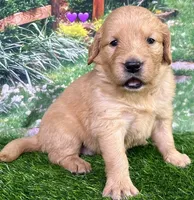 Charm Purple, a female Golden Retriever for sale in Tahlequah, OK – 2 of 7