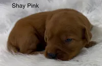 Shay Pink, a female Golden Retriever for sale in Tahlequah, OK – 6 of 8