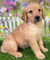 T Pink, a female Golden Retriever for sale in Tahlequah, OK – 2 of 6