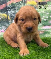 Sage Gray, a female Golden Retriever for sale in Tahlequah, OK – 7 of 9