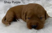 Shay Purple, a female Golden Retriever for sale in Tahlequah, OK – 5 of 8