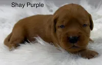 Shay Purple, a female Golden Retriever for sale in Tahlequah, OK – 4 of 8
