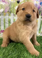 Black, a male Golden Retriever for sale in Tahlequah, OK – Photo 6 of 10