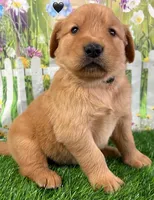 Black, a male Golden Retriever for sale in Tahlequah, OK – Photo 1 of 10