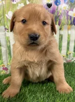 Black, a male Golden Retriever for sale in Tahlequah, OK – Photo 10 of 10