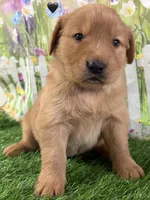 Black, a male Golden Retriever for sale in Tahlequah, OK – Photo 8 of 10