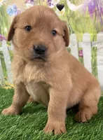 Black, a male Golden Retriever for sale in Tahlequah, OK – Photo 7 of 10