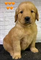 T Orange, a female Golden Retriever for sale in Tahlequah, OK – 9 of 10