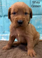 Shay Green, a female Golden Retriever for sale in Tahlequah, OK – 6 of 8