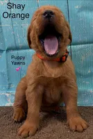 Shay Orange, a female Golden Retriever for sale in Tahlequah, OK – 4 of 8