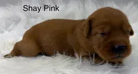 Shay Pink, a female Golden Retriever for sale in Tahlequah, OK – 2 of 8