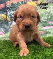 Sage Gray, a female Golden Retriever for sale in Tahlequah, OK – 6 of 9
