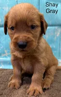 Shay Gray, a male Golden Retriever for sale in Tahlequah, OK – 3 of 8