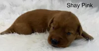 Shay Pink, a female Golden Retriever for sale in Tahlequah, OK – 4 of 8