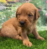 Sage Pink, a female Golden Retriever for sale in Tahlequah, OK – 2 of 9