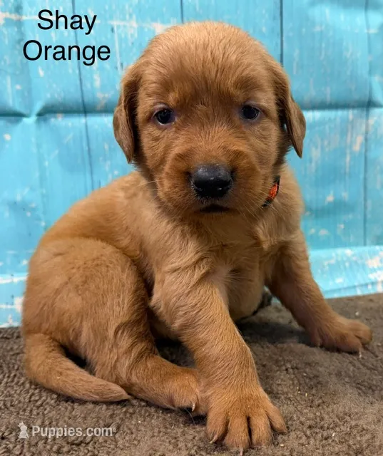 Shay Orange – Golden Retriever puppy for sale in Tahlequah, OK
