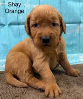 Shay Orange, a female Golden Retriever for sale in Tahlequah, OK – 1 of 8
