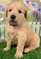 Genetically Clear P, a female Golden Retriever for sale in Tahlequah, OK – 10 of 10