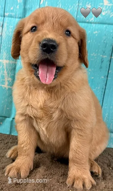 Gray Male Genetically Clear – Golden Retriever puppy for sale in Tahlequah, OK