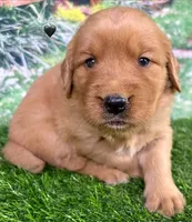 Pynki Black, a female Golden Retriever for sale in Tahlequah, OK – 3 of 7
