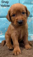 Shay Yellow, a female Golden Retriever for sale in Tahlequah, OK – 6 of 8